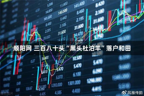 顺阳网 三百八十头“黑头杜泊羊”落户和田